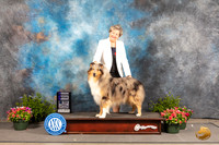 Collie Rough #16 Fri WB Judge John Booth