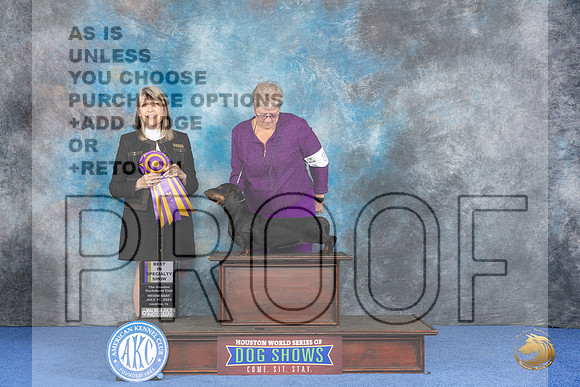 Dachshund Smooth #8 WED BOV BOB Judge Angela Pickett__JP_7332_Houston_2024_HR3