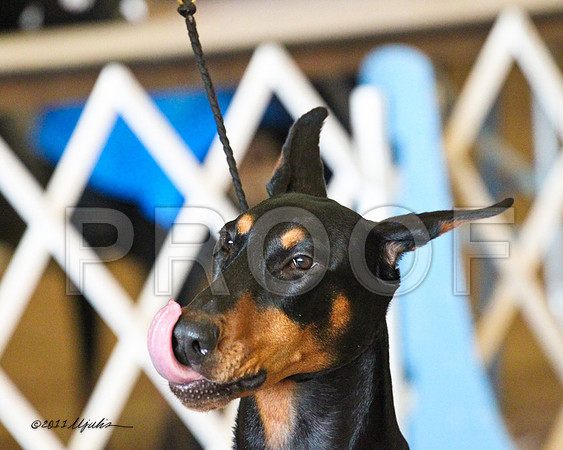 Dobe-7970