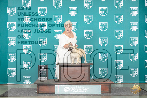 French Bulldog #829 Sat BOB Judge Stephanie Mueller__JP_2538_Premier_2024_HR3