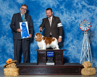Cavalier King Charles Spaniels #5 Thrs G1 Henry Bruce Shirley Agent Clint Livingston Judge Mr James G Reynolds