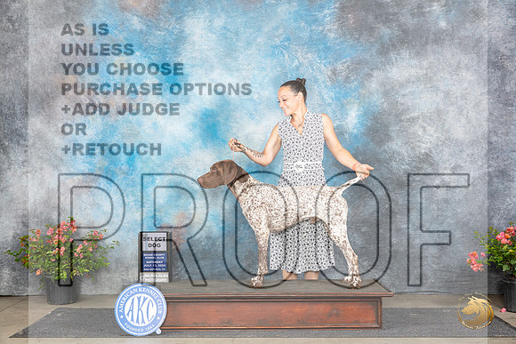 Germa Shorthaired Pointer #5 Sat SD Judge Christie Martinez__JP_4751_San Antonio_2024_HR3