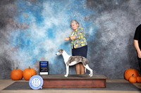 Whippet #12 Sun G1 Judge Tim Catterson