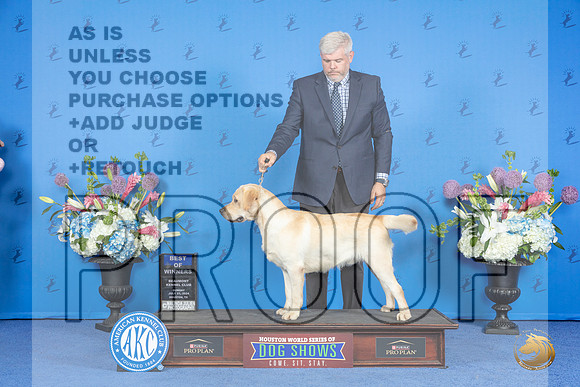 Labrador Retriever #17 SUN BOW Judge Sandra Lex__JP_0572_Houston_2024_HR3