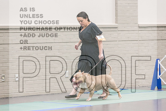 American Pit Bull Terrier Rings Fri Ring 1_JJL_6973_UKCLNGVIEWOCT2024_2024_HR3