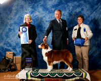 Australian Shepherd #42 Sat G1 +A1