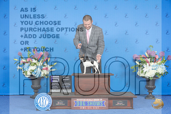 Toy Fox Terrier #12 SAT WB Judge Sandra Lex__JP_9687_Houston_2024_HR3