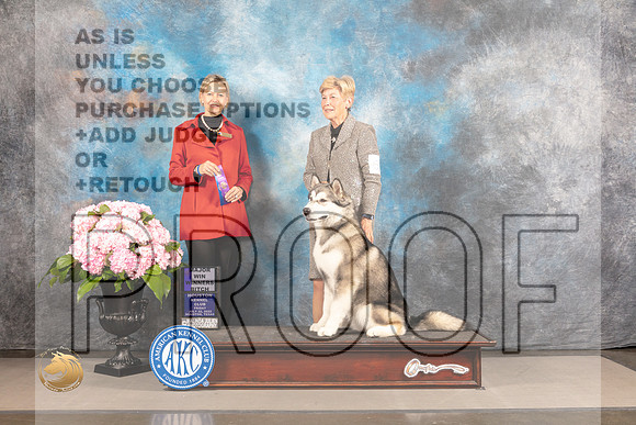 Alaskan Malamute #6 FRI WB Judge Patricia Sosa_MJ_5083_Houston_2022_HR3