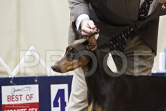 Dobe-0816