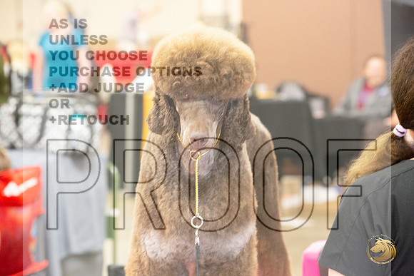 Poodle Standard # Ringside Sat_JJL_3970_LongviewTX_2024_HR3