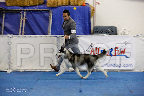 _M3_9657-AddisonHuskyMar2015-HR3