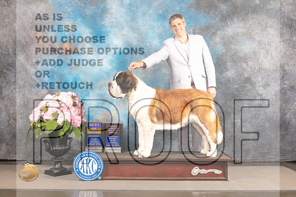 St Bernard #6 Sat BOBohbob Judge Ken Murray_MJ_6881_Houston_2022_HR3