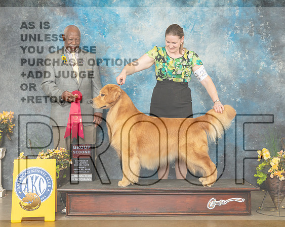 Golden Retriever #29 Fri G2 Judge Eugene Blake-MMJ_9796-NWARK2022-HR3