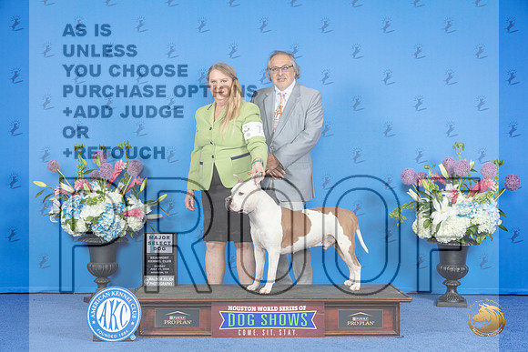 American Staffordshire Terrier #7 SUN SD M Judge Debbie Freeman__JP_0015_Houston_2024_HR3