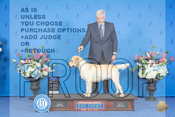 Labrador Retriever #17 SUN BOW Judge Sandra Lex__JP_0571_Houston_2024_HR3