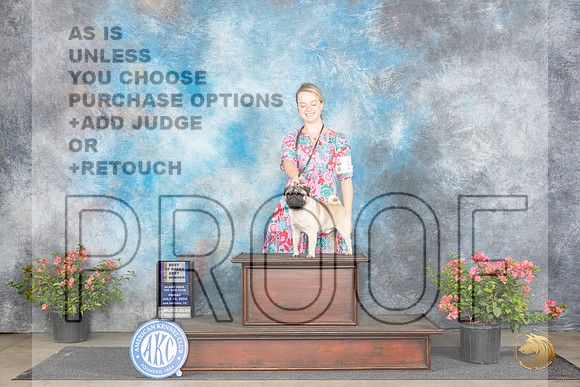 Pug #15 Fri WDBOWBOBM Judge Azalea Alvarez r__JP_4798_San Antonio_2024_HR3