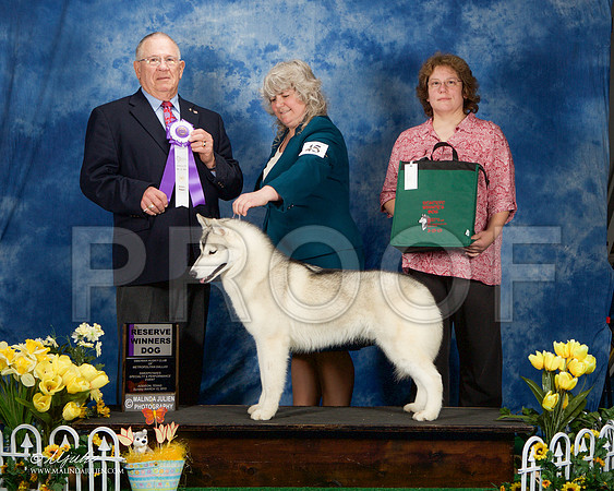 _ST_4199-AddisonHuskyMar2015-HR3