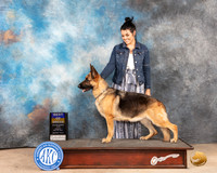 German Shepherd Dog #6 Sun BOB Judge Joan Liebes