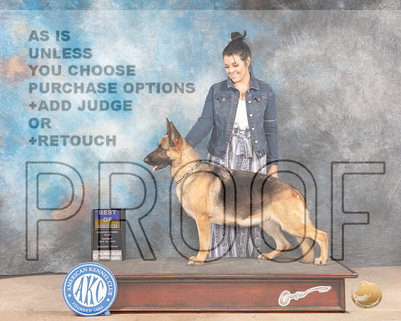 German Shepherd Dog #6 Sun BOB Judge Joan Liebes-MMJ_4960-Abilene2022-HR3