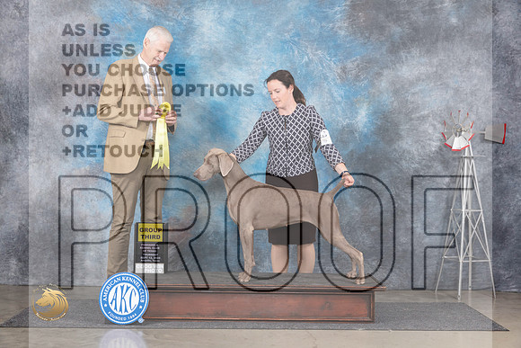 Weimaraner #6 Thurs G3 Judge Jon Cole__JP_5056_Amarillo_2024_HR3