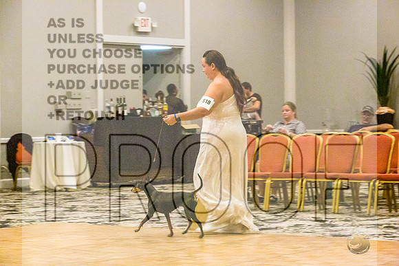 Manchester Terrier MTOY Candids-JJL_2310-Hstn2022_HR3