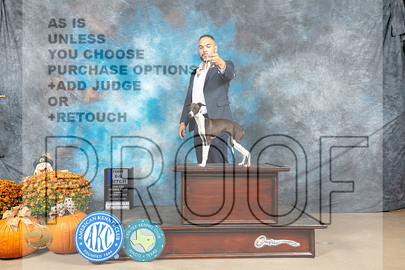 Italian Greyhound #6 9-121st Judge Shelley Hennessey_MJ_6277_Belton_2022_HR3