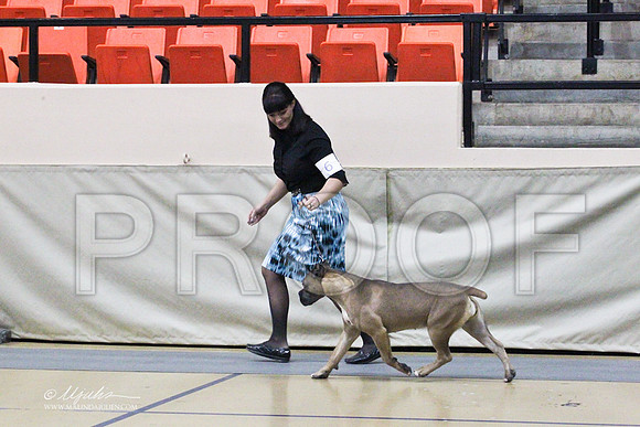 CaneCorso-2489LR