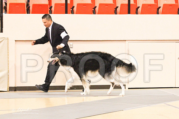 Borzoi-9536LR