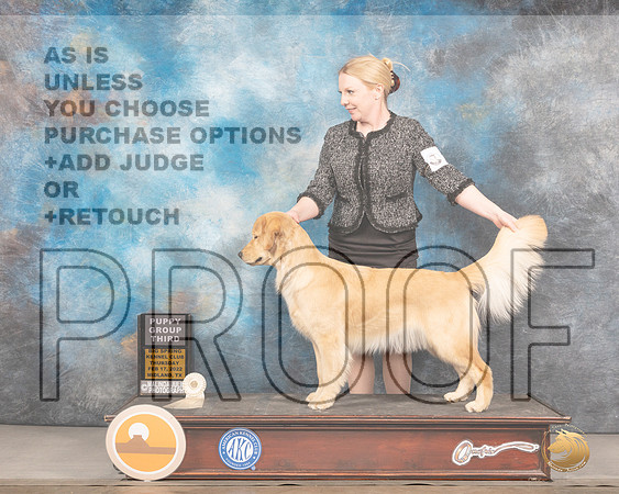 Golden Retriever #24 Thurs PG4 Judge Becca GearMMJ_2699_Mdlnd2022_HR3