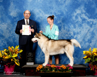 Alaskan Malamute #31 Wed Best Vet Sweeps Stacey Moore Judge T Robbins