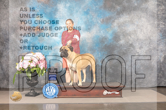 Bullmastiff #10 Sun BOW Judge Ken Murray_MJ_7864_Houston_2022_HR3