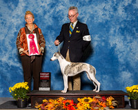 Italian Greyhounds #6 Sat G2 Keneda Rev T Scott Angela Keneda Judge Ms Joanne M Buehler