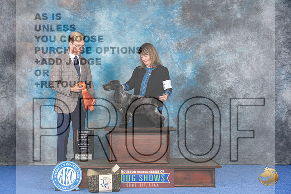 English Cocker Spaniel #19 WED B4to6P Judge Douglas Johnson__JP_7145_Houston_2024_HR3