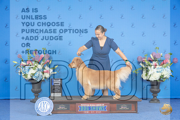 Golden Retriever #12 SUN AB1 Judge Sandra Lex__JP_0387_Houston_2024_HR3