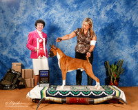 Boxer #11 Sat G2 +A1