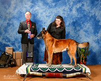 Belgian Malinois #9 Sat WD New Ch
