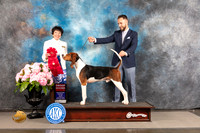 Treeing Walker Coonhound #5 FRI G2 Judge Barbara Alderman