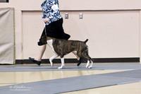 Boxer Sat Big Spring May 2012