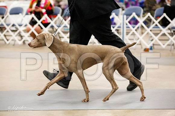 _JJ_7568-2-AddisonHuskyMar2015-HR3