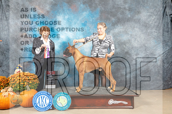 Boxer #7 Sun WDBOS Judge Donnelle Richards_MJ_6527_Belton_2022_HR3