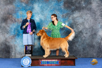 Golden Retriever #25 WED WD NC Judge Ellen Hardin