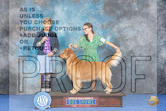 Golden Retriever #25 WED WD NC Judge Ellen Hardin__JP_6913_Houston_2024_HR3