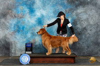 Golden Retriever #15 Mon G1 Judge Debra Thornton