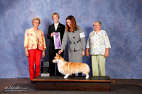 Corgi Pembroke Welsh #19 WD New Ch Maj OL