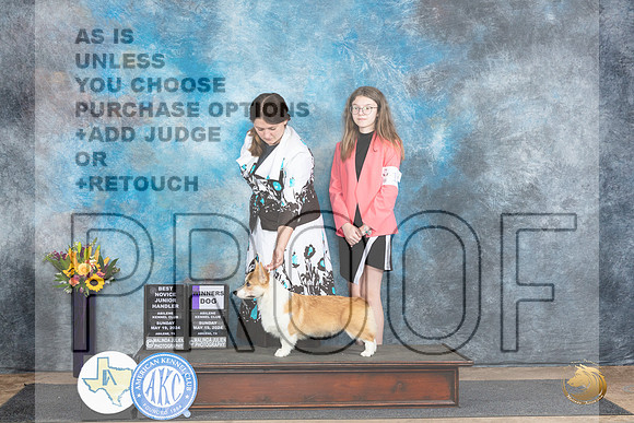 Pembroke Welsh Corgi #17 #J5 Sun WDJRNOV1 Judge Edy Dykstra-Blum__JP_0015_Abilene_2024_HR3