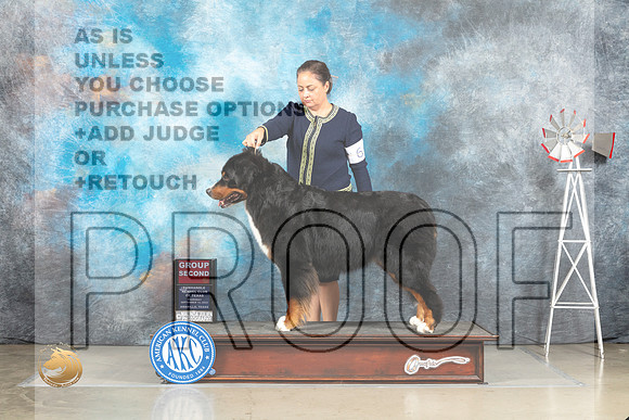 Bernese Mountain Dog #6 Thur G2 Judge Sharon Derrick_MJ_3821_Amarillo_2022_HR3