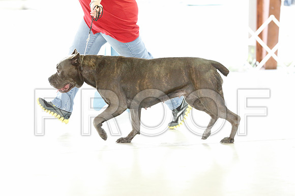 Cane-9736-CntnOct13-HR