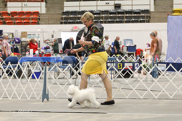 Bichon-0757LR