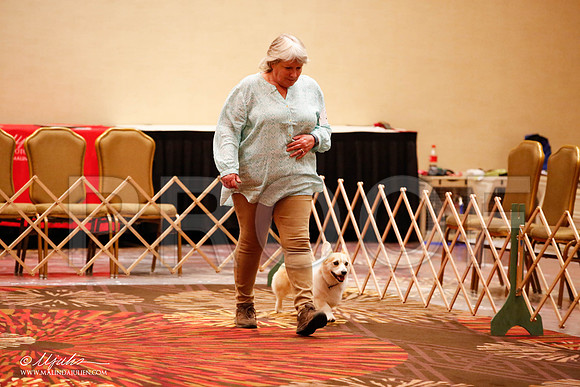 _JJ_8150-HstnCorgiFeb2015-HR3