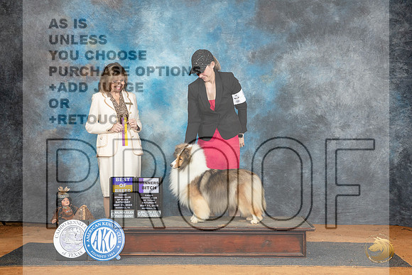 Shetland Sheepdog #12 Sat WBBOB Judge Sheryl Kendrick__JP_8343_MARSHALL_2024_HR3